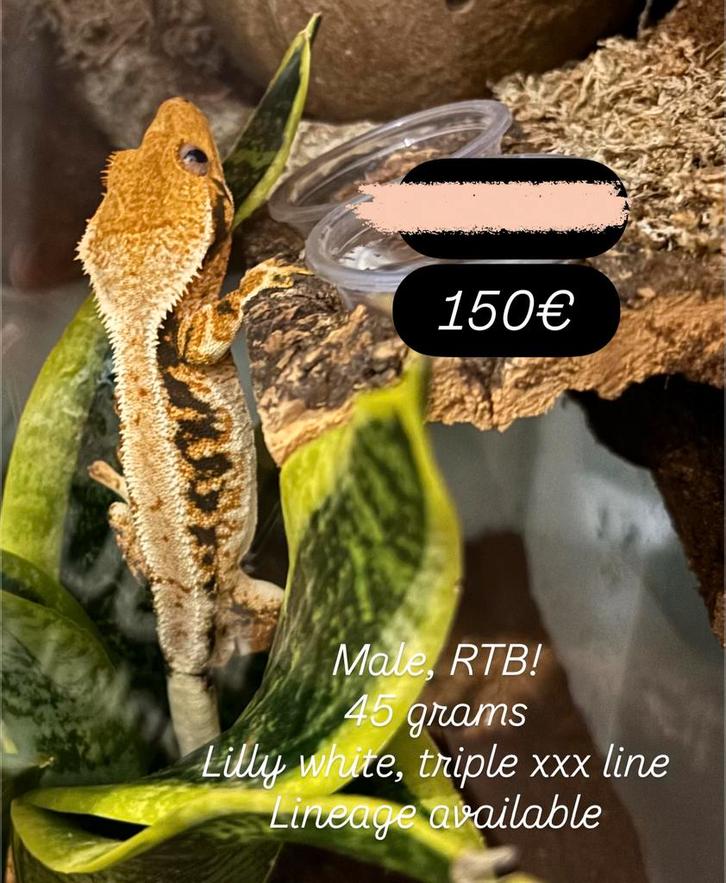 Sale! RTB lilly white man met terrarium, Dieren en Toebehoren, Reptielen en Amfibieën, Met terrarium