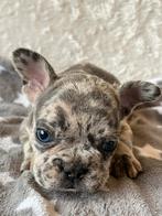 Franse Bulldog pups in Merle met stamboom, Dieren en Toebehoren, CDV (hondenziekte), Meerdere, Bulldog, 8 tot 15 weken