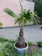 Trachycarpus fortunei, Tuin en Terras, 100 tot 250 cm, Palmboom, Ophalen, Volle zon