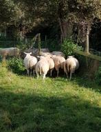 Aankoop van alle schapen en geiten., Dieren en Toebehoren, Schapen, Geiten en Varkens