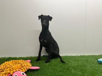 Chiots Whippet, Parvovirose, Autres races, Plusieurs, Belgique