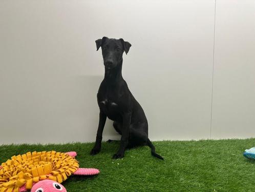 Whippet pups, Dieren en Toebehoren, Honden | Chihuahua's en Gezelschapshonden, Meerdere dieren, Overige rassen, Fokker | Professioneel