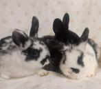 Dwergkonijntjes dwergkonijn, Dieren en Toebehoren, Konijnen, Geslacht onbekend, Dwerg, 0 tot 2 jaar