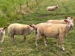 Schapen 3 ooien rouge de l ouest, Dieren en Toebehoren, Schapen, Geiten en Varkens, Vrouwelijk, Schaap, 0 tot 2 jaar