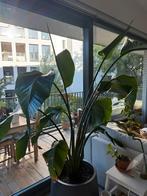 sterilitzia nicolai paradijsvogelplant, Tuin en Terras, Planten | Bomen, Ophalen, Halfschaduw, Overige soorten, 100 tot 250 cm