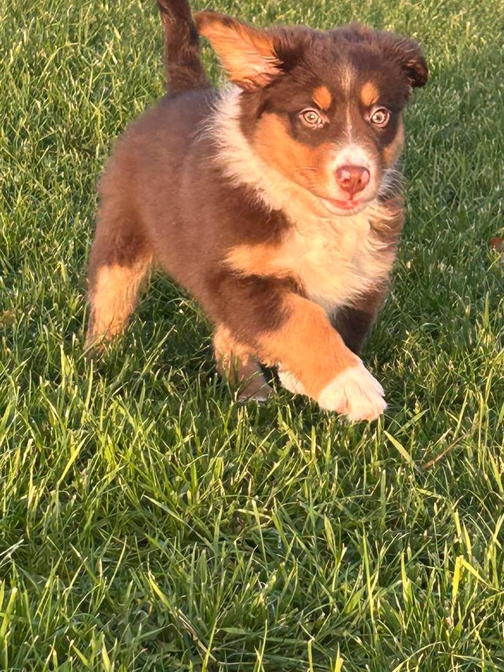 Miniatuur American shepherd teefje, Dieren en Toebehoren, Honden | Herdershonden en Veedrijvers, Teef, Herder, Fokker | Professioneel