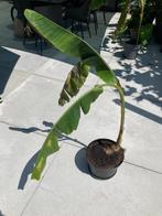 Banaan - Musa Helen's hybrid, Tuin en Terras, Planten | Tuinplanten, Ophalen, Volle zon, Vaste plant, Zomer