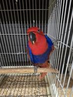 Edel Papegaai pop 2025, Dieren en Toebehoren, Vrouwelijk, Papegaai, Geringd