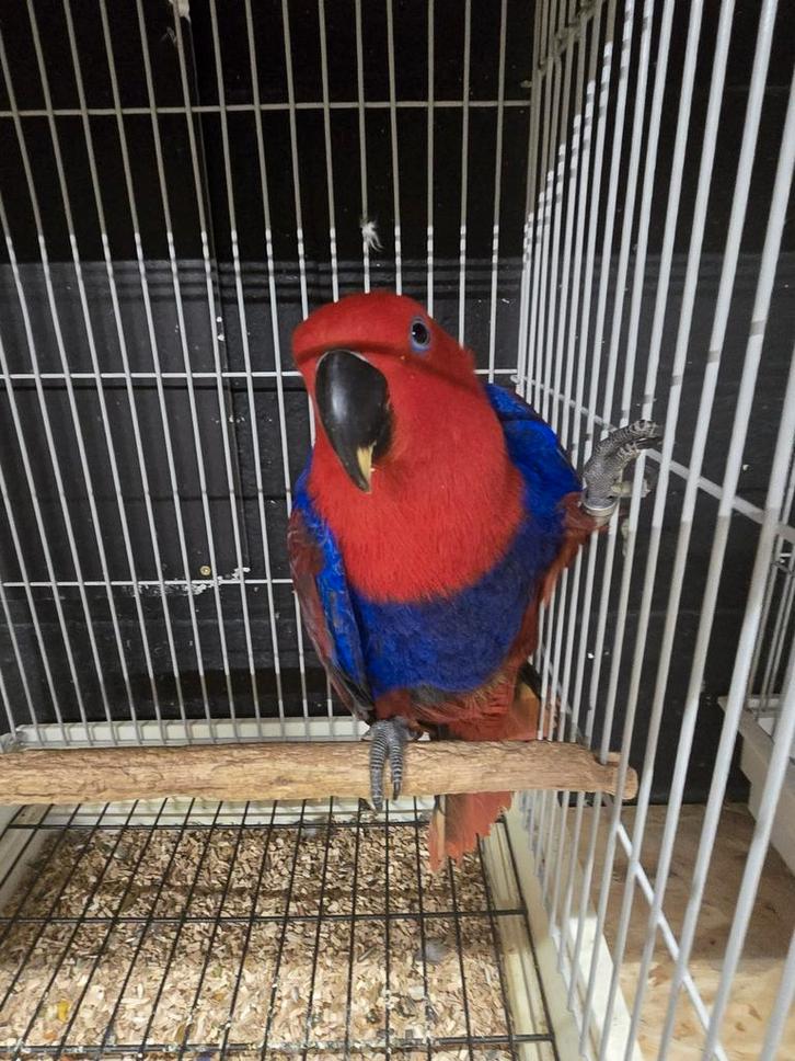 Poupée Noble Parrot 2025, Animaux & Accessoires, Oiseaux | Perruches & Perroquets, Perroquet, Femelle, Bagué