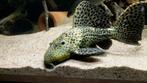 L096 / L160 Spiny Monster Pleco (Pseudacanthicus Spinosus)