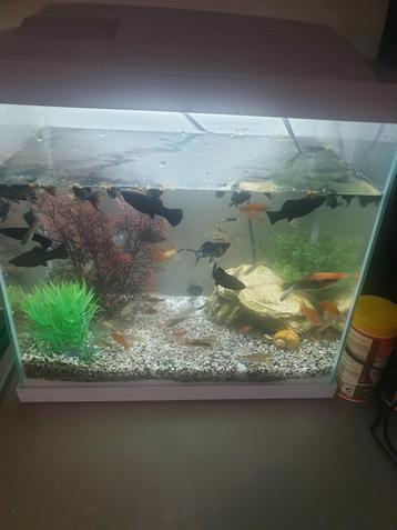 2 aquariums Superfish vides à vendre  