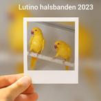 Topkoppel lutino halsbanden 2023 net kweekrijp, Dieren en Toebehoren