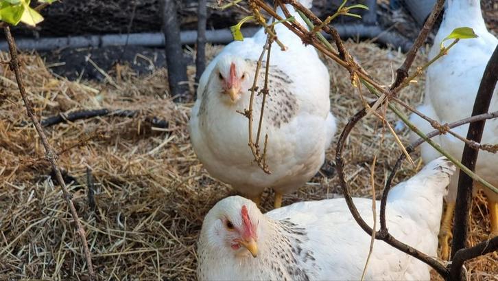 Premium sussex kippen 5 maanden, Dieren en Toebehoren, Pluimvee