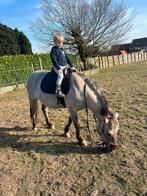 5jarige D pony merrie, Dieren en Toebehoren, Paarden en Pony's | Zadels, Ophalen, Recreatie