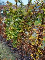 FAGUS, Tuin en Terras, Ophalen