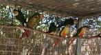 Conure molinae, Dieren en Toebehoren, Mannelijk, Geringd
