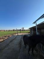 Praire Grimbergen proche de Bruxelles, Animaux & Accessoires, Pâturage, 4 chevaux ou poneys ou plus