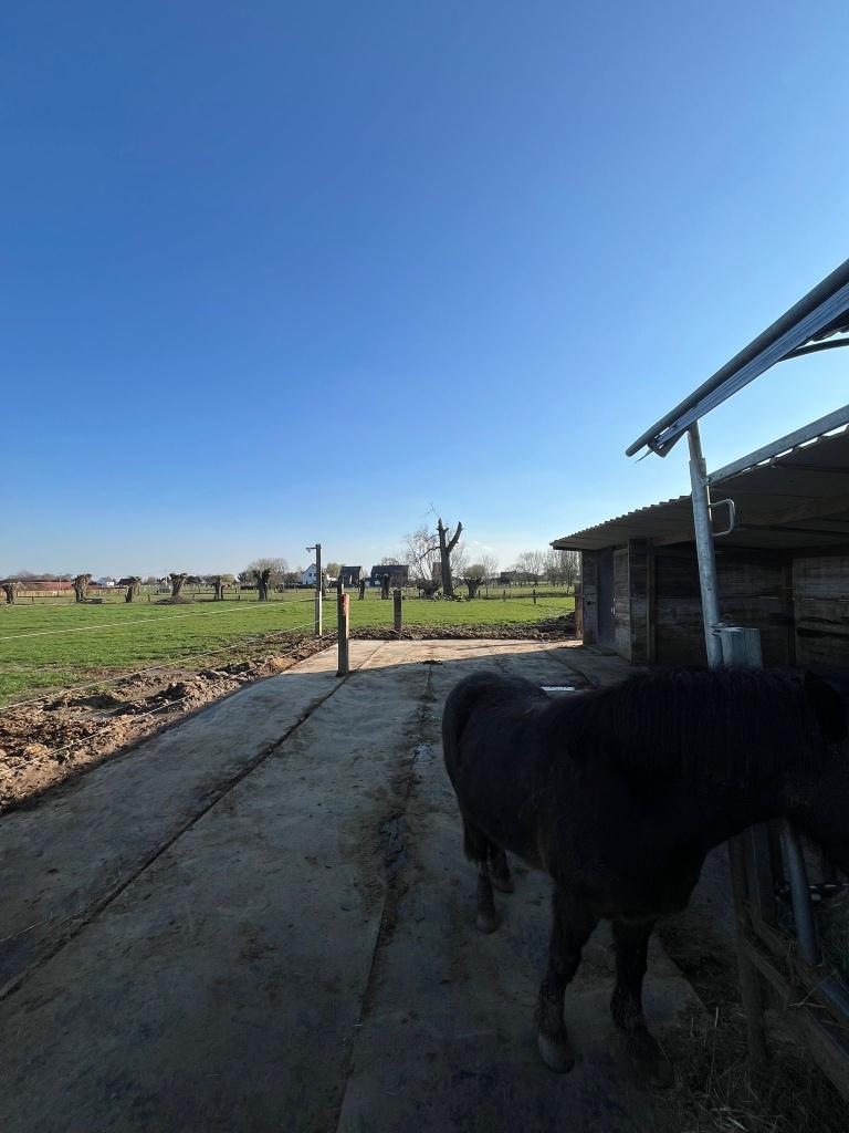 Praire Grimbergen proche de Bruxelles, Dieren en Toebehoren, Stalling en Weidegang, Weidegang, 4 paarden of pony's of meer