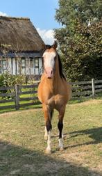 Quarter horse hengst van 2020, Hengst, Zadelmak