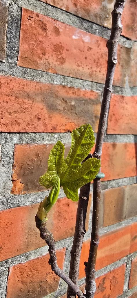 Figuier 'BROWN TURKEY' figuier Ficus Carica 1v6, Figuier, En pot, Plein soleil, Enlèvement