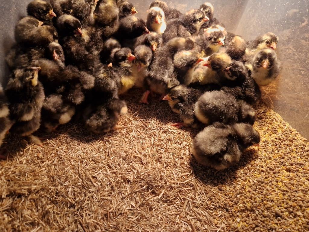 Mechelse koekoek kuikens, Plusieurs animaux, Poule ou poulet