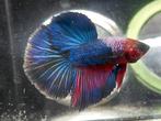 Halfmoon betta man