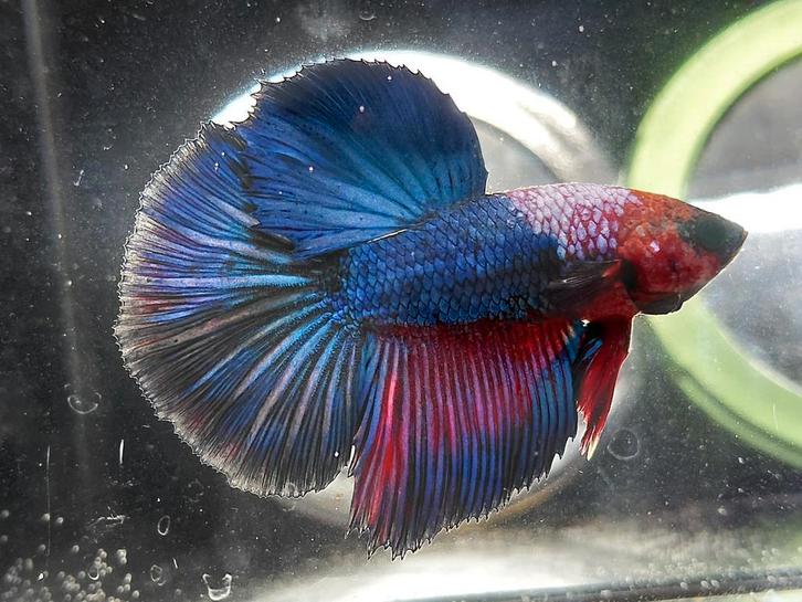 Halfmoon betta man, Dieren en Toebehoren, Vissen | Aquariumvissen