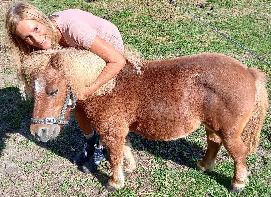 GEZOCHT:Gezelschapspony voor Pony, Dieren en Toebehoren, Ophalen, Bruin, BR