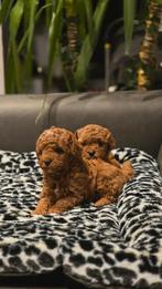 Prachtige Dwergpoedel Pups te Koop – Kleur Abrikoos, Caniche, Chienne, Belgique, 8 à 15 semaines