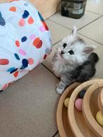 Prachtige Maine Coon kittens, Chatte ou Chat, Avec puce électronique, 0 à 2 ans