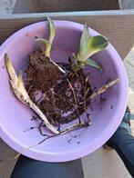 Scheuten van Agave Parrasana, Volle zon, Vaste plant, Bloeit niet, Ophalen