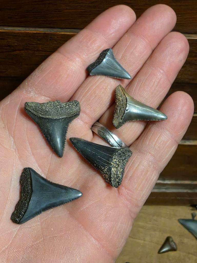 Ensemble de 5 dents de requin Carcharodon carcharias des Éta, Collections, Minéraux & Fossiles, Fossile, Enlèvement ou Envoi