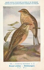 ORTOLAANGORS, Verzamelen, Postkaarten | Dieren, Verzenden, Ongelopen, Vogel