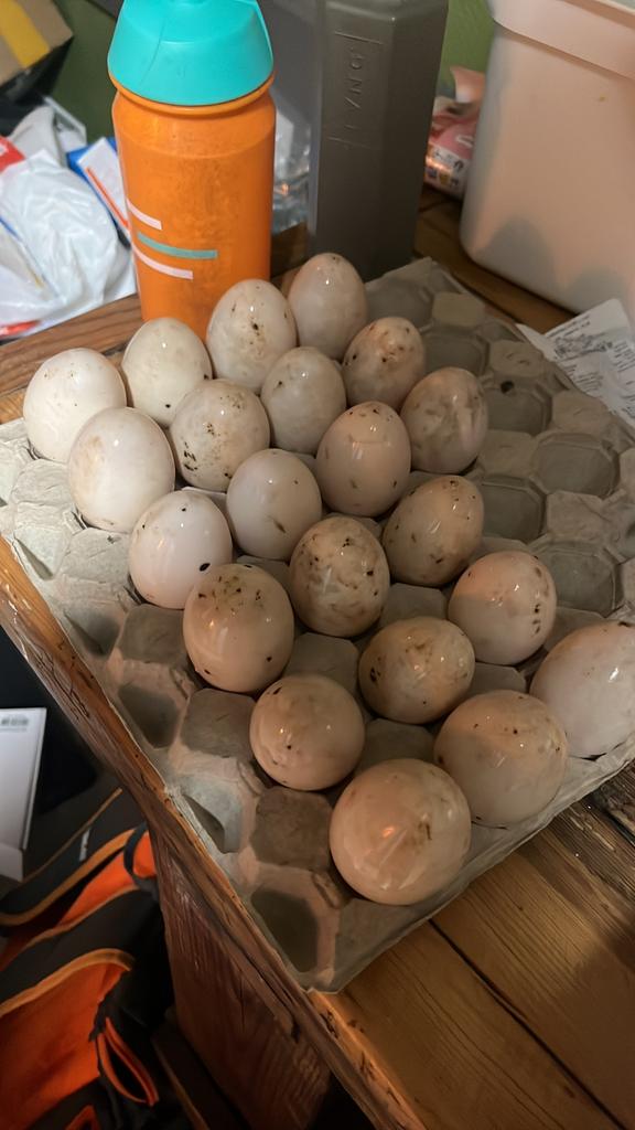 Broedeieren Indische loopeenden, Ophalen, Zo goed als nieuw