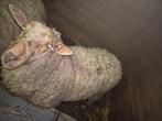 Schapenram, Mâle, Mouton, 0 à 2 ans