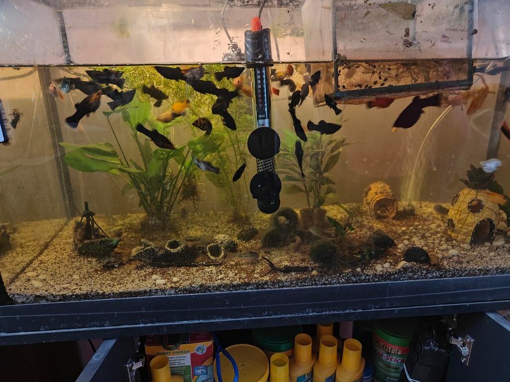 Jonge molly's en platy's, Animaux & Accessoires, Poissons | Poissons d'aquarium, Poisson, Poisson d'eau douce