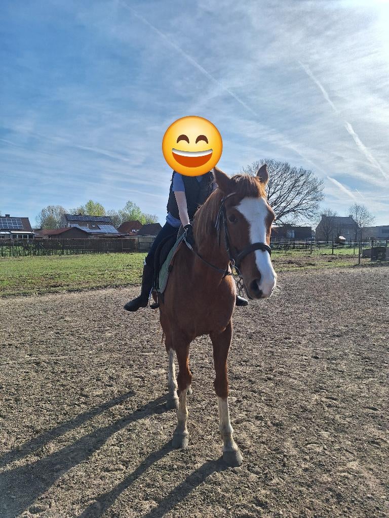 Halve stal aangeboden, Animaux & Accessoires, Chevaux, Hongre, Ne s'applique pas, 160 à 165 cm