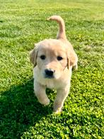 Prachtige golden retriever pups (geteste ouders), Dieren en Toebehoren, België, Particulier, Reu, 8 tot 15 weken