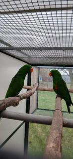 New Guinea edelpapegaaien