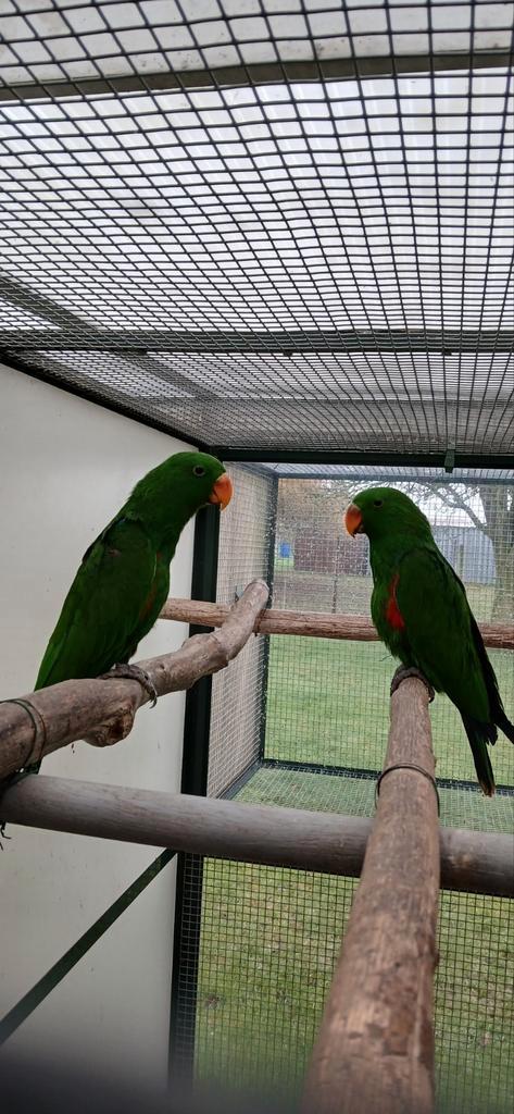 New Guinea edelpapegaaien, Dieren en Toebehoren, Vogels | Parkieten en Papegaaien