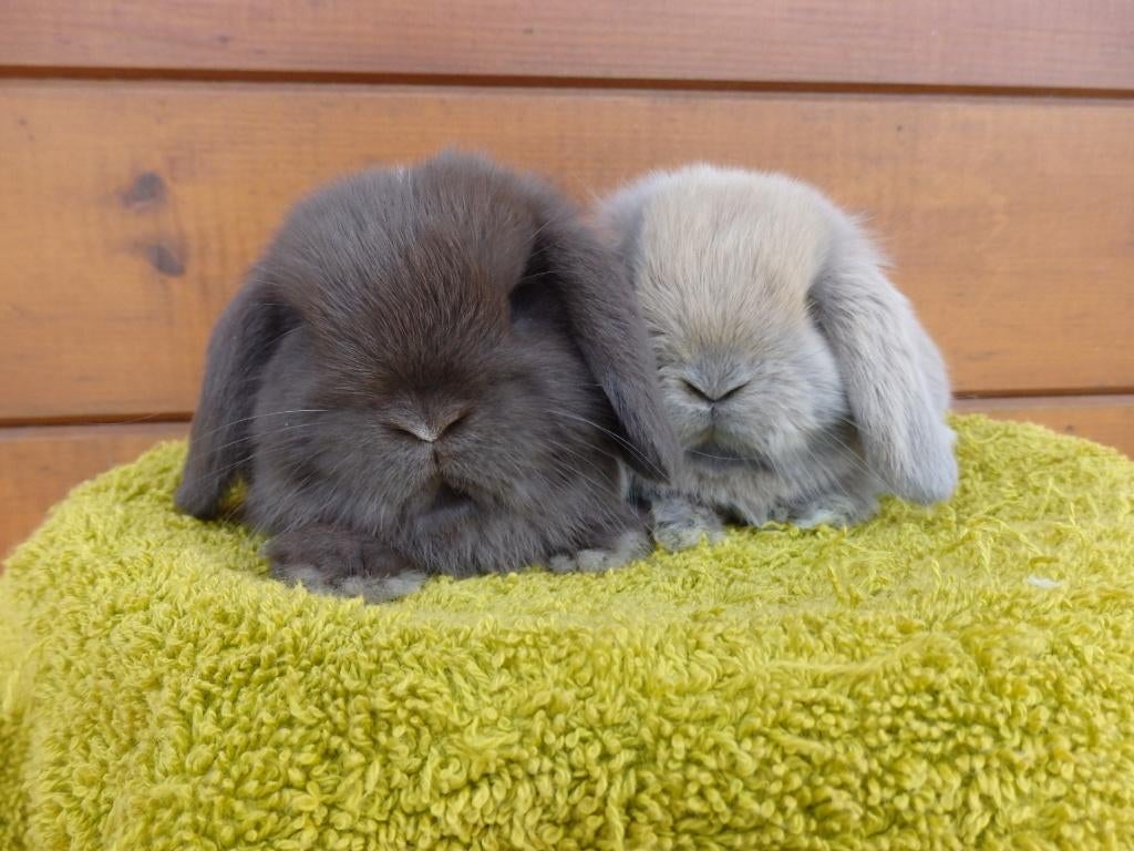 hd, couple, Plusieurs animaux, Nain, Oreilles tombantes, 0 à 2 ans