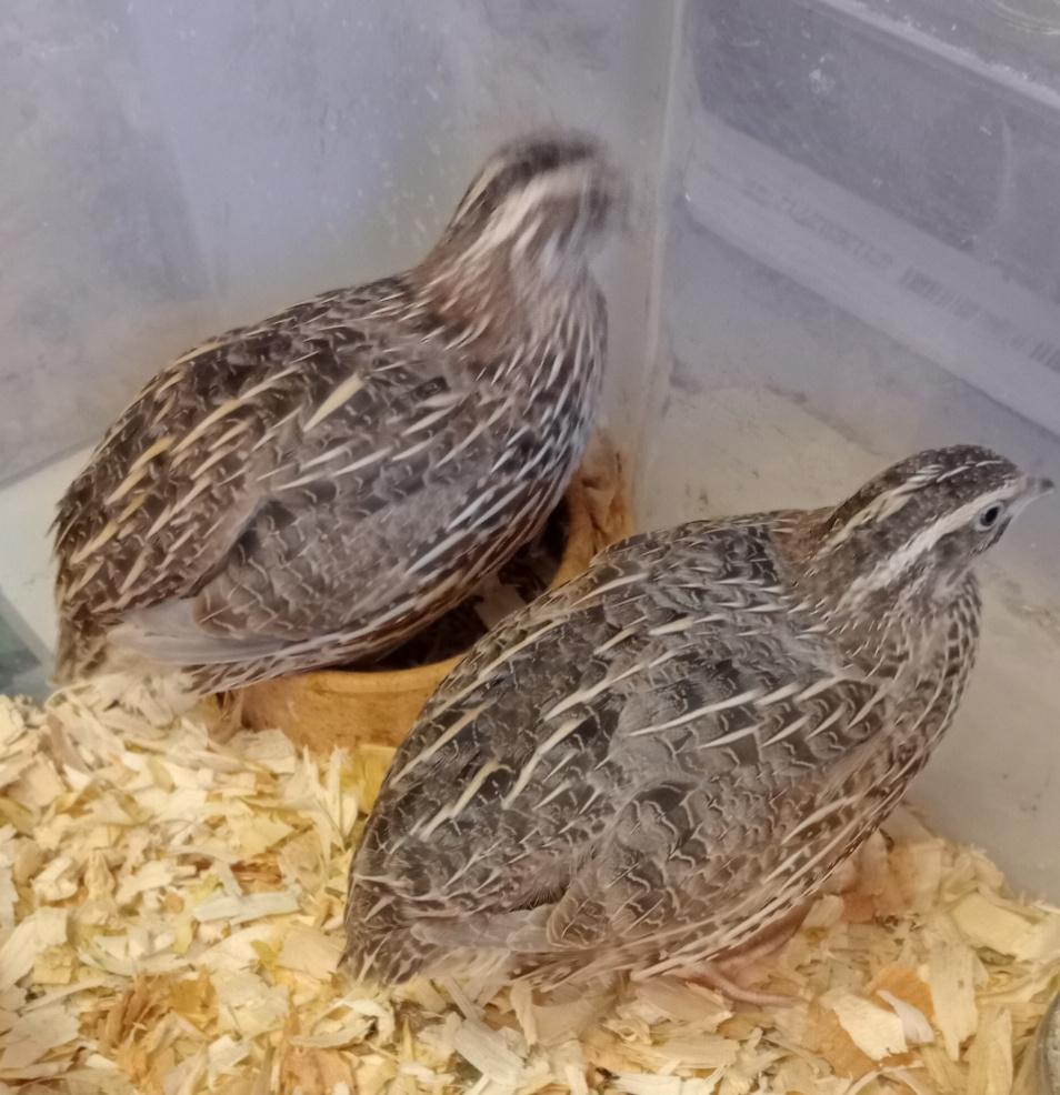 Japanse kwartels BRUIN