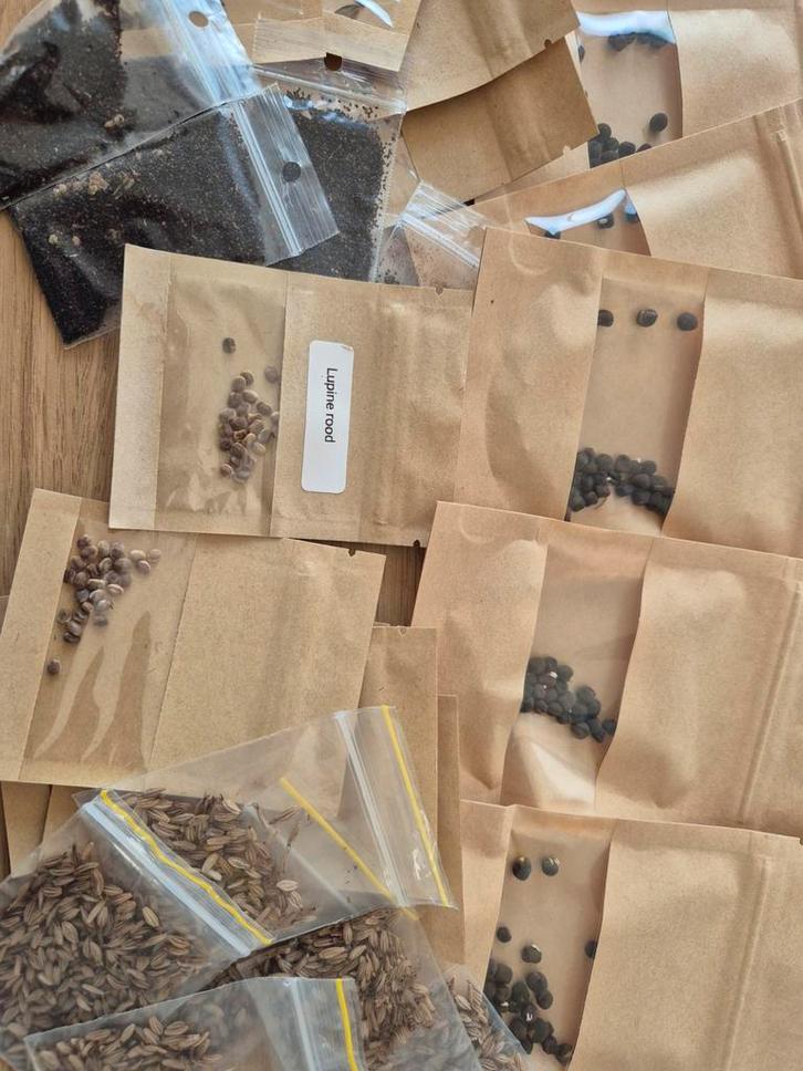 Bloemenzaden, Jardin & Terrasse, Bulbes & Semences, Graine, Printemps, Plein soleil, Enlèvement ou Envoi