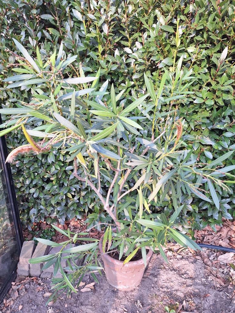 Roze oleander zonder pot. Planthoogte 120cm., Ophalen