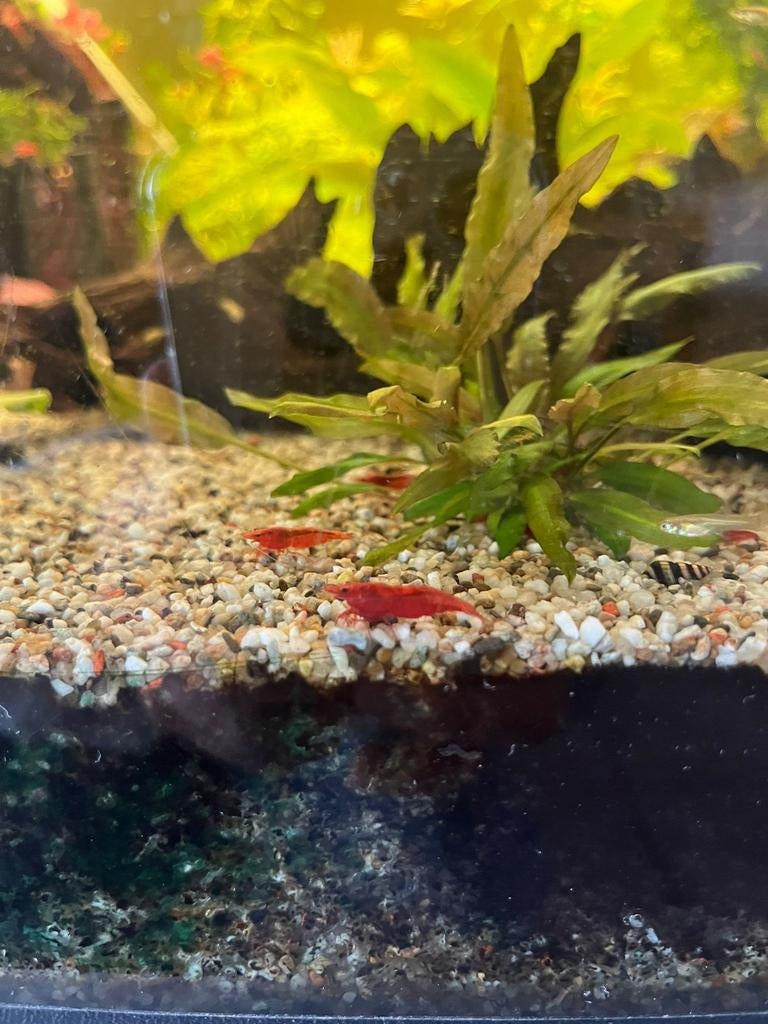 Rode garnalen, Dieren en Toebehoren, Vissen | Aquariumvissen