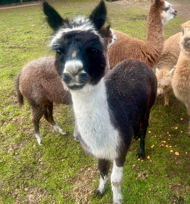 Prachtig zwart wit merrie, Dieren en Toebehoren, Overige Dieren, Vrouwelijk, Mei
