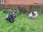 2 hanen Ronquiere kalkoen te koop, Dieren en Toebehoren, Kalkoen