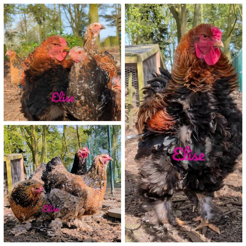 Broedeieren krulveer brahma groothoenders kippen krul, Kip