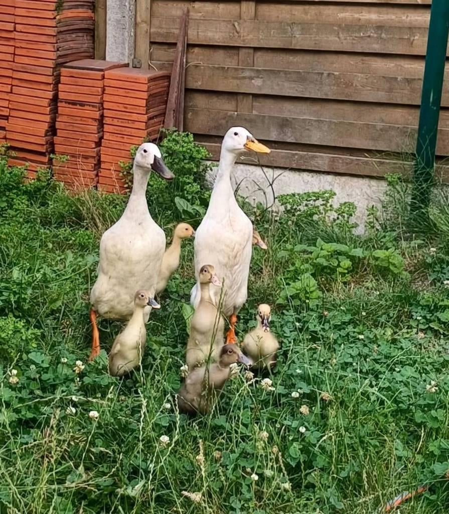 Broedeieren loopeenden, Sexe inconnu, Canard