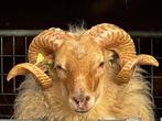 Ram Drents heideschaap, Dieren en Toebehoren, Schapen, Geiten en Varkens, Mannelijk, Schaap, 0 tot 2 jaar